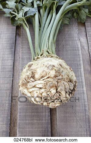 celery root View Large Photo Image Stock Image - celery root. Fotosearch