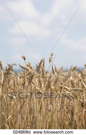 close-up of grain growing on field View Large Photo Image Stock Image - close-up of grain growing on field. Fotosearch