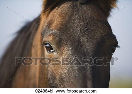 Stock Image - close-up of horse head. Fotosearch