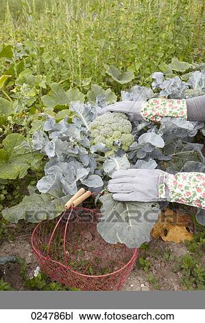 detail of woman harvesting broccoli View Large Photo Image Stock Image - detail of woman harvesting broccoli. Fotosearch