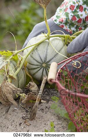 Stock Image - detail of woman harvesting green squashes. Fotosearch