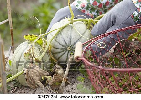 detail of woman harvesting green squashes View Large Photo Image Stock Image - detail of woman harvesting green squashes. Fotosearch
