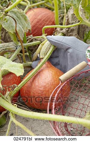 Stock Image - detail of woman harvesting red kuri squashes. Fotosearch