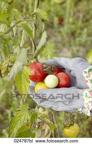 detail of woman harvesting tomatoes View Large Photo Image Stock Image - detail of woman harvesting tomatoes. Fotosearch