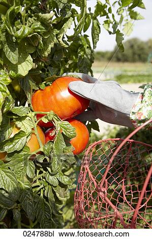 detail of woman harvesting tomatoes View Large Photo Image Stock Image - detail of woman harvesting tomatoes. Fotosearch