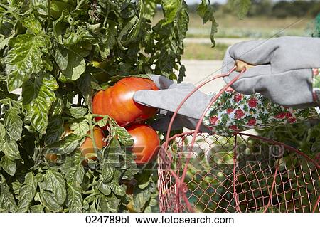 detail of woman harvesting tomatoes View Large Photo Image Stock Image - detail of woman harvesting tomatoes. Fotosearch