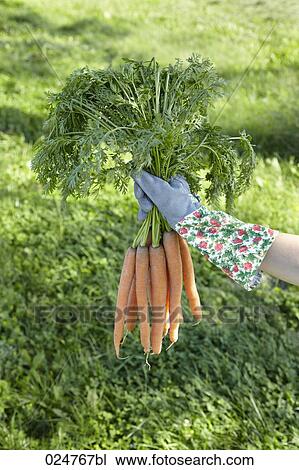 detail of woman holding carrots View Large Photo Image Stock Image - detail of woman holding carrots. Fotosearch