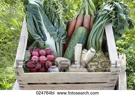 different vegetables in crate View Large Photo Image Stock Image - different vegetables in crate. Fotosearch