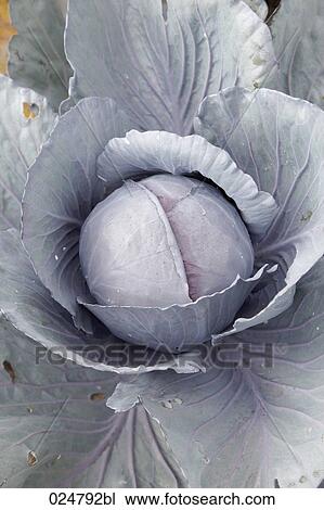 head of red cabbage View Large Photo Image Stock Image - head of red cabbage. Fotosearch
