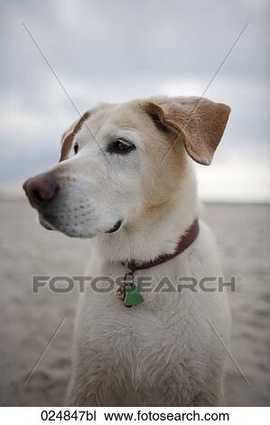 Stock Image - labrador sitting on autumn beach. Fotosearch