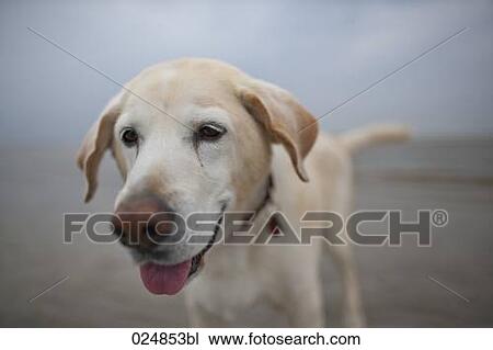 Stock Image - labrador standing on beach. Fotosearch