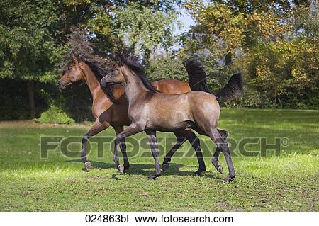 mare and foal View Large Photo Image Stock Image - mare and foal. Fotosearch