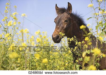 portrait of brown horse on flower meadow View Large Photo Image Stock Image - portrait of brown horse on flower meadow. Fotosearch