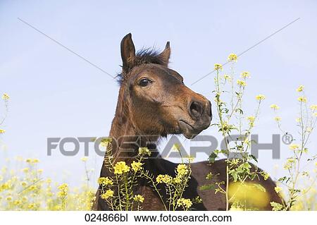portrait of brown horse on flower meadow View Large Photo Image Stock Image - portrait of brown horse on flower meadow. Fotosearch