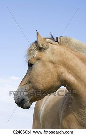portrait of brown horse View Large Photo Image Stock Image - portrait of brown horse. Fotosearch