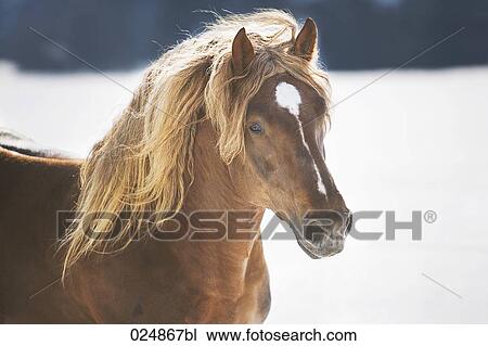portrait of brown stallion View Large Photo Image Stock Image - portrait of brown stallion. Fotosearch