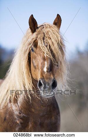 portrait of brown stallion View Large Photo Image Stock Image - portrait of brown stallion. Fotosearch
