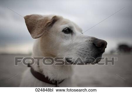 Stock Image - portrait of labrador. Fotosearch