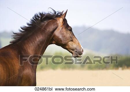 Stock Image - profile of brown horse. Fotosearch