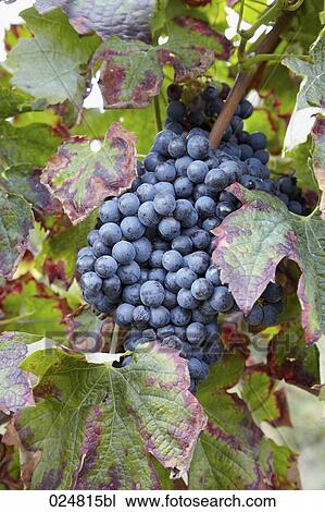 red grapes View Large Photo Image Stock Image - red grapes. Fotosearch