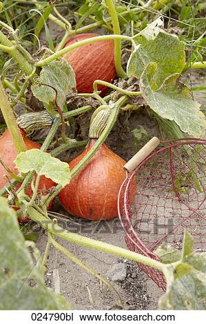 red kuri squash and basket View Large Photo Image Stock Image - red kuri squash and basket. Fotosearch