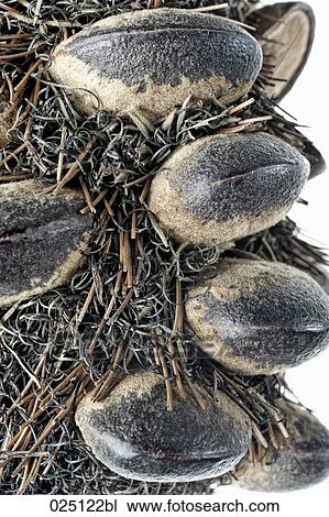 close-up of banksia View Large Photo Image Stock Image - close-up of banksia. Fotosearch
