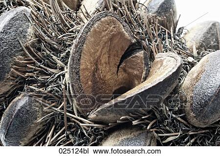 close-up of banksia View Large Photo Image Stock Image - close-up of banksia. Fotosearch