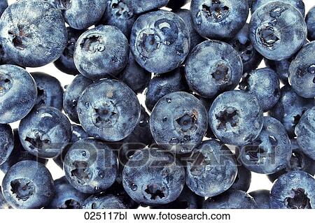 close-up of blueberries View Large Photo Image Stock Image - close-up of blueberries. Fotosearch