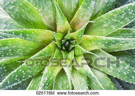 close-up of cactus View Large Photo Image Stock Image - close-up of cactus. Fotosearch