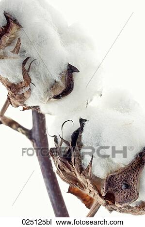 close-up of cotton plant View Large Photo Image Stock Image - close-up of cotton plant. Fotosearch