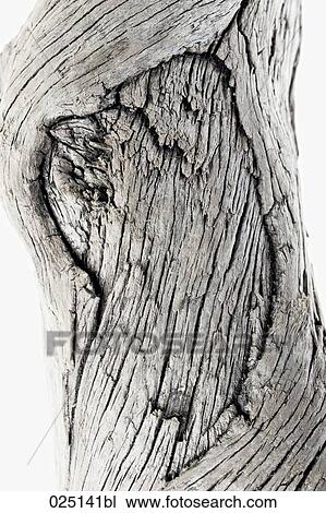 close-up of driftwood View Large Photo Image Stock Image - close-up of driftwood. Fotosearch