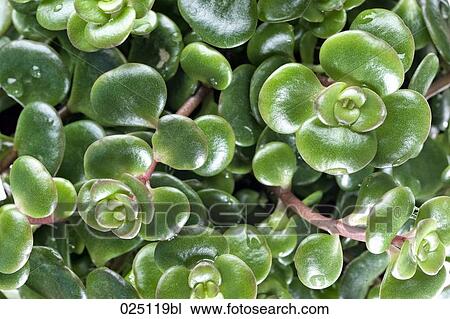 Stock Image - close-up of green plant. Fotosearch