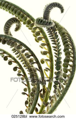 close-up of king sago palm View Large Photo Image Stock Image - close-up of king sago palm. Fotosearch
