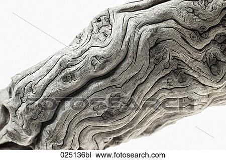 close-up of opuwa wood View Large Photo Image Stock Image - close-up of opuwa wood. Fotosearch