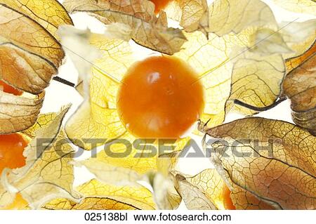 close-up of peruvian cherries View Large Photo Image Stock Image - close-up of peruvian cherries. Fotosearch