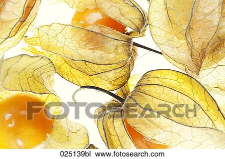 close-up of peruvian cherries View Large Photo Image Stock Image - close-up of peruvian cherries. Fotosearch