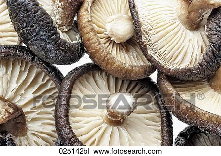 Close-up of shiitake mushrooms View Large Photo Image Stock Image - Close-up of shiitake mushrooms. Fotosearch