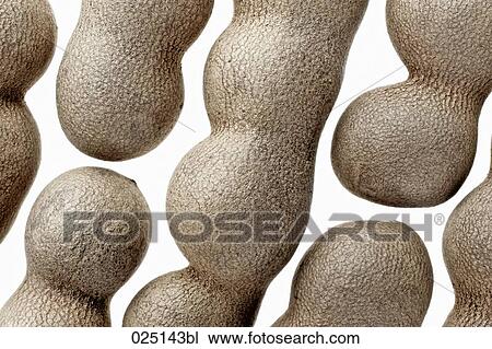 close-up of tamarinds View Large Photo Image Stock Image - close-up of tamarinds. Fotosearch