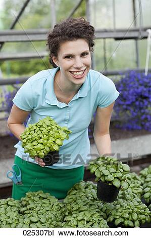 young woman in greenhouse with basil View Large Photo Image Stock Image - young woman in greenhouse with basil. Fotosearch