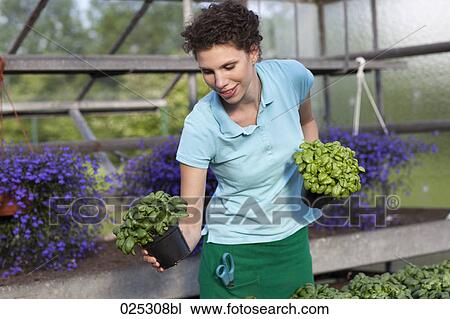 young woman in greenhouse with basil View Large Photo Image Stock Image - young woman in greenhouse with basil. Fotosearch