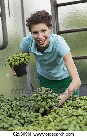 young woman in greenhouse with basil View Large Photo Image Stock Image - young woman in greenhouse with basil. Fotosearch