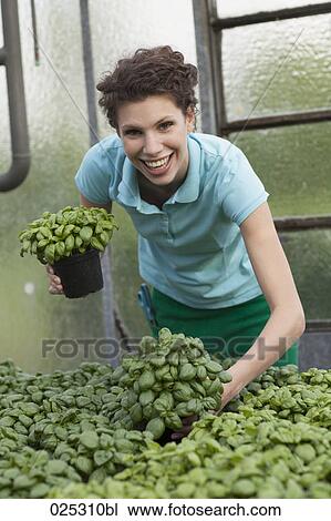 young woman in greenhouse with basil View Large Photo Image Stock Image - young woman in greenhouse with basil. Fotosearch