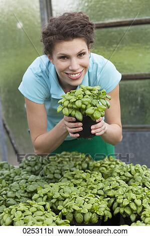 young woman in greenhouse with basil View Large Photo Image Stock Image - young woman in greenhouse with basil. Fotosearch