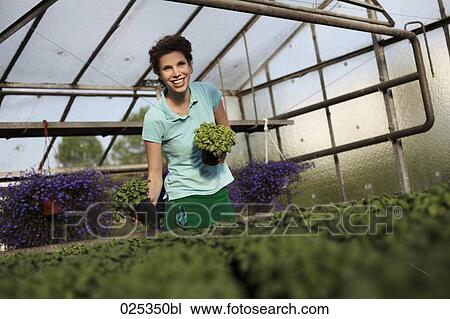 Stock Image - young woman in greenhouse with basil. Fotosearch