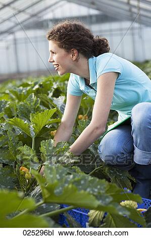 young woman working in greenhouse collecting courgettes View Large Photo Image Stock Image - young woman working in greenhouse collecting courgettes. Fotosearch