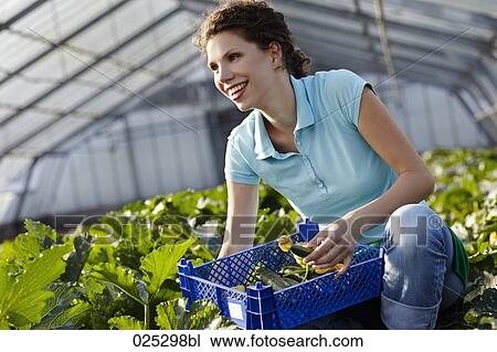 young woman working in greenhouse collecting courgettes View Large Photo Image Stock Image - young woman working in greenhouse collecting courgettes. Fotosearch
