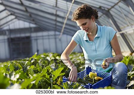 young woman working in greenhouse collecting courgettes View Large Photo Image Stock Image - young woman working in greenhouse collecting courgettes. Fotosearch