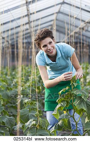 young woman working in greenhouse growing tomatoes View Large Photo Image Stock Image - young woman working in greenhouse growing tomatoes. Fotosearch