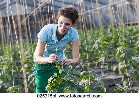 Stock Image - young woman working in greenhouse growing tomatoes. Fotosearch