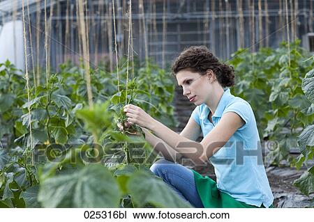 Stock Image - young woman working in greenhouse growing tomatoes. Fotosearch